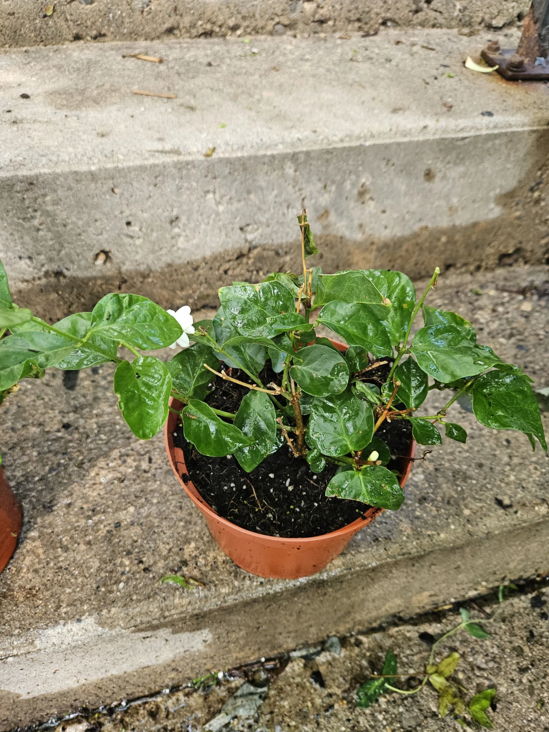 Jasmine Plant