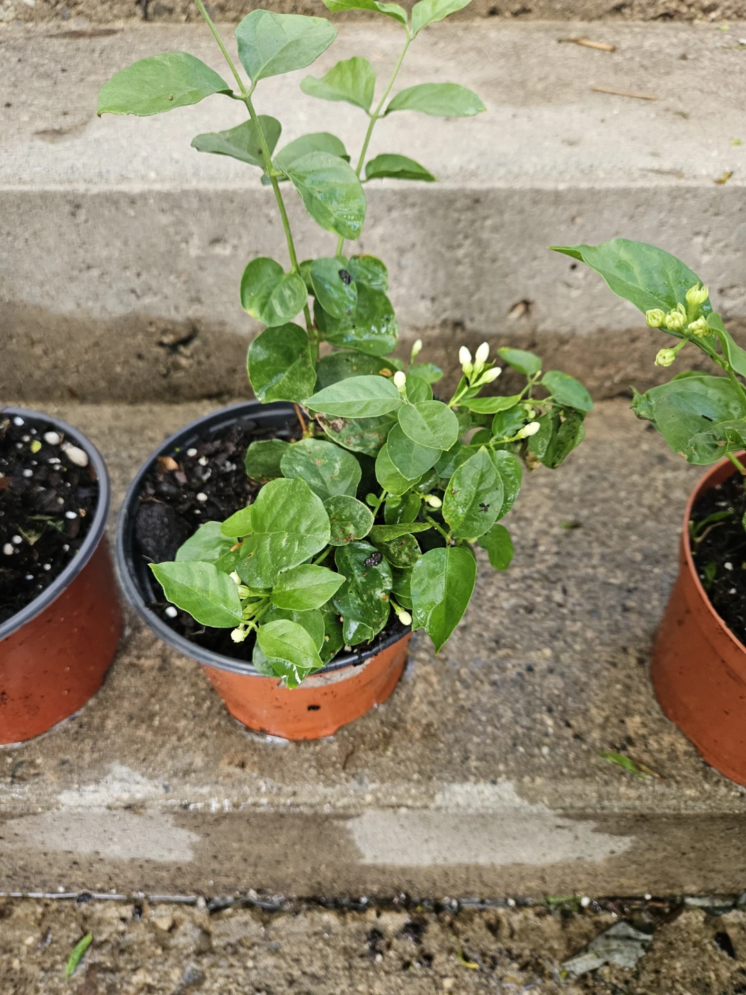 Jasmine Plant - photo 2