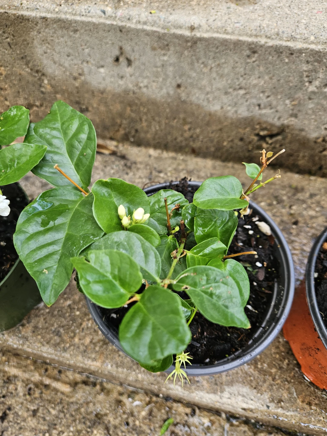 Jasmine Plant - photo 3