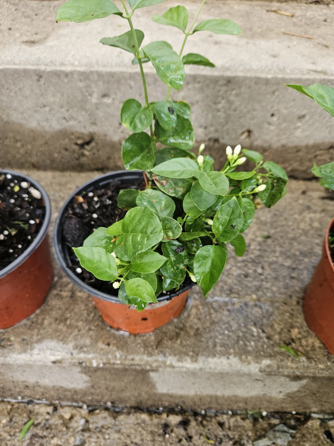 Jasmine Plant - photo 4