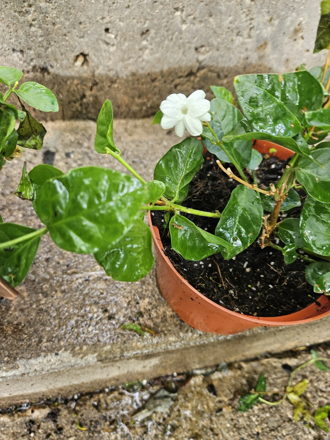 Jasmine Plant - photo 5