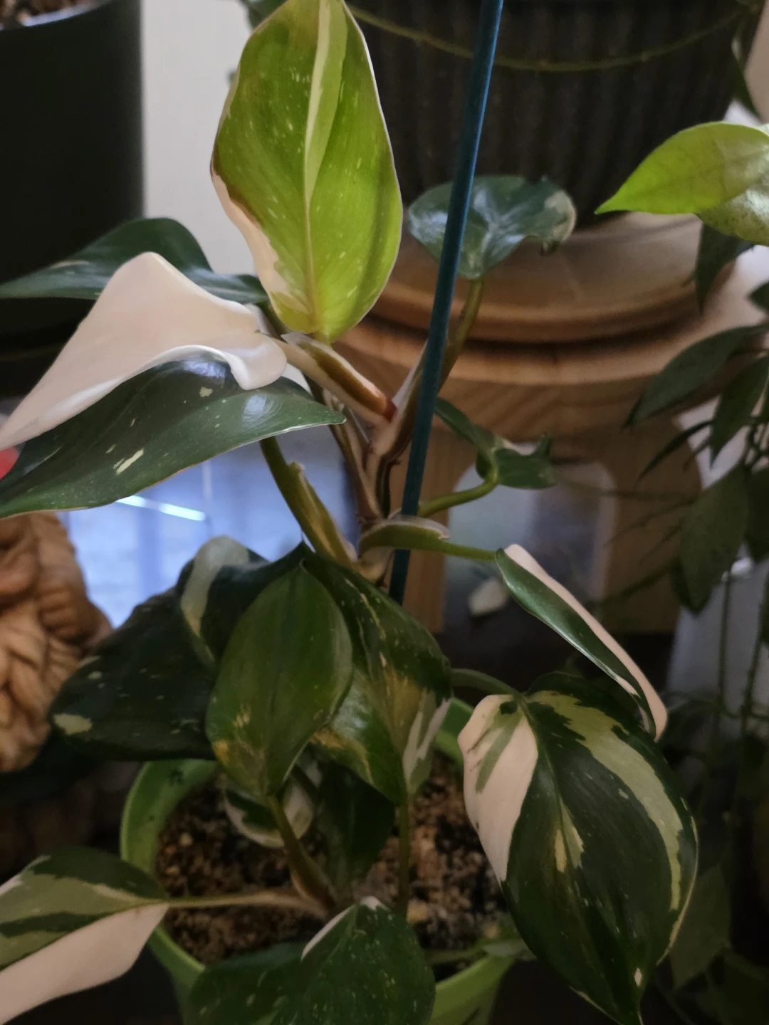Philodendron White Knight Plant - photo 2