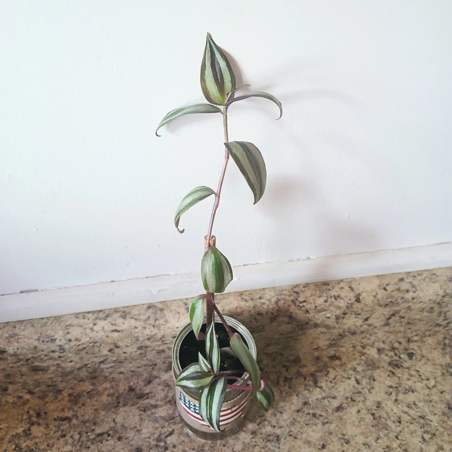 Young Tradescantia Zebrina Plant