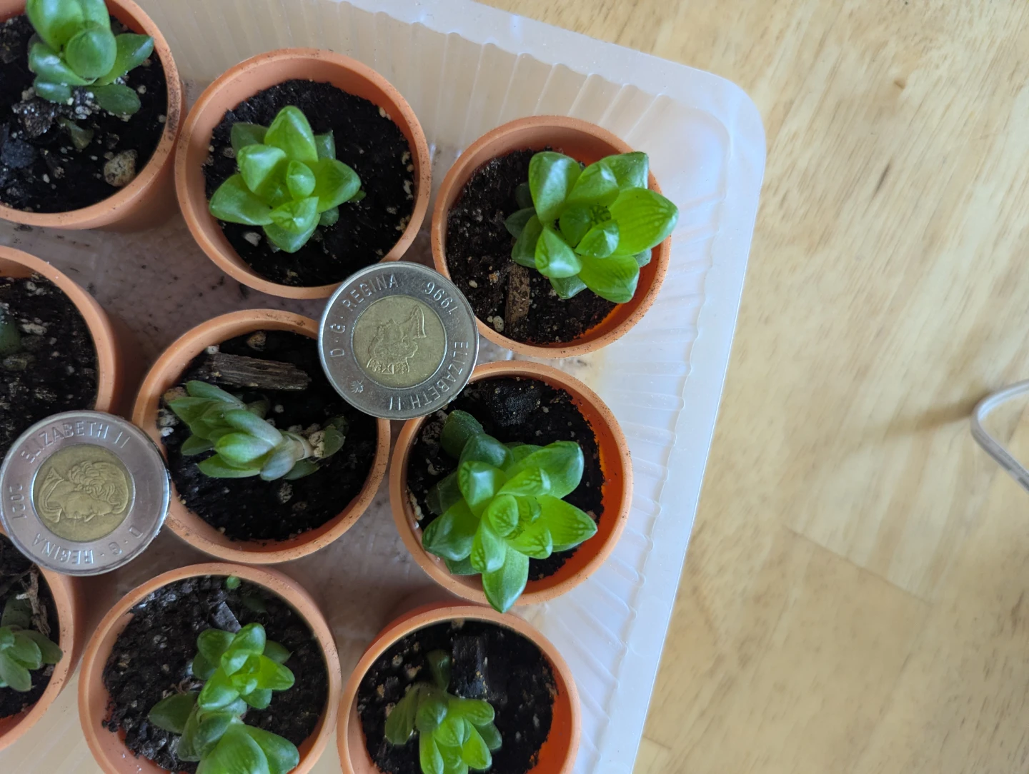 Small Succulent Plants