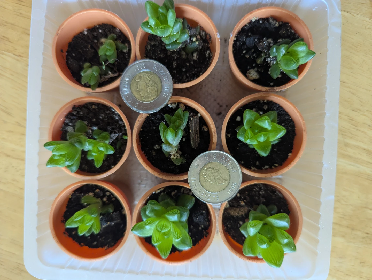 Small Succulent Plants - photo 2