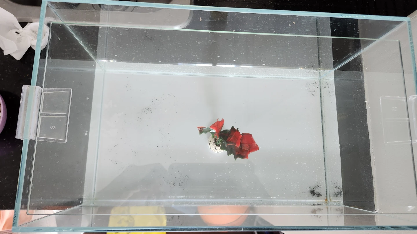 Clear rimless Glass Aquarium Tank - photo 2