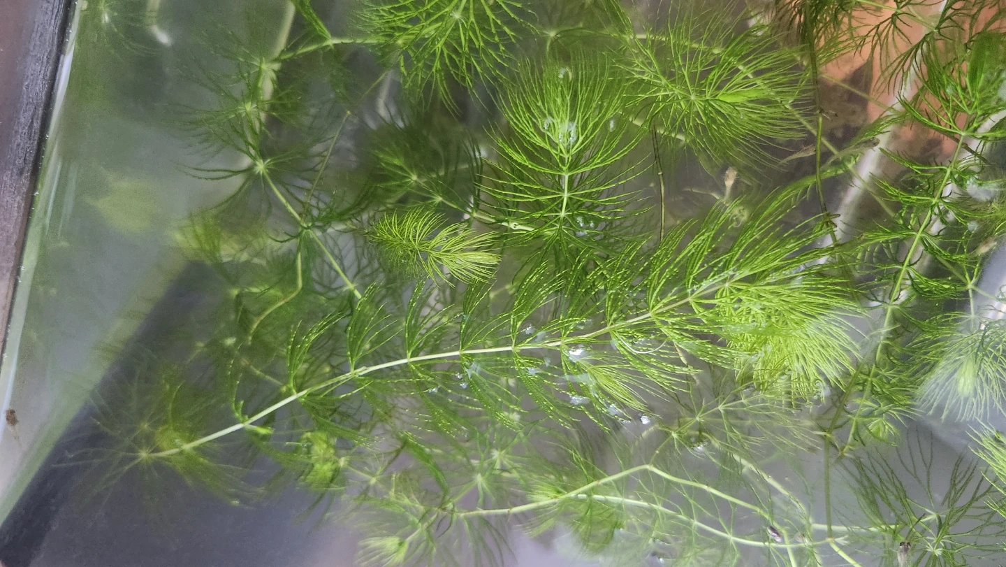 Clear rimless Glass Aquarium Tank - photo 4