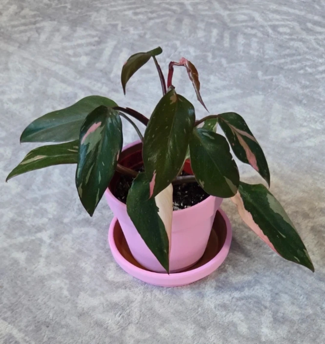 Philodendron Pink Princess 4" 🪴 - photo 4