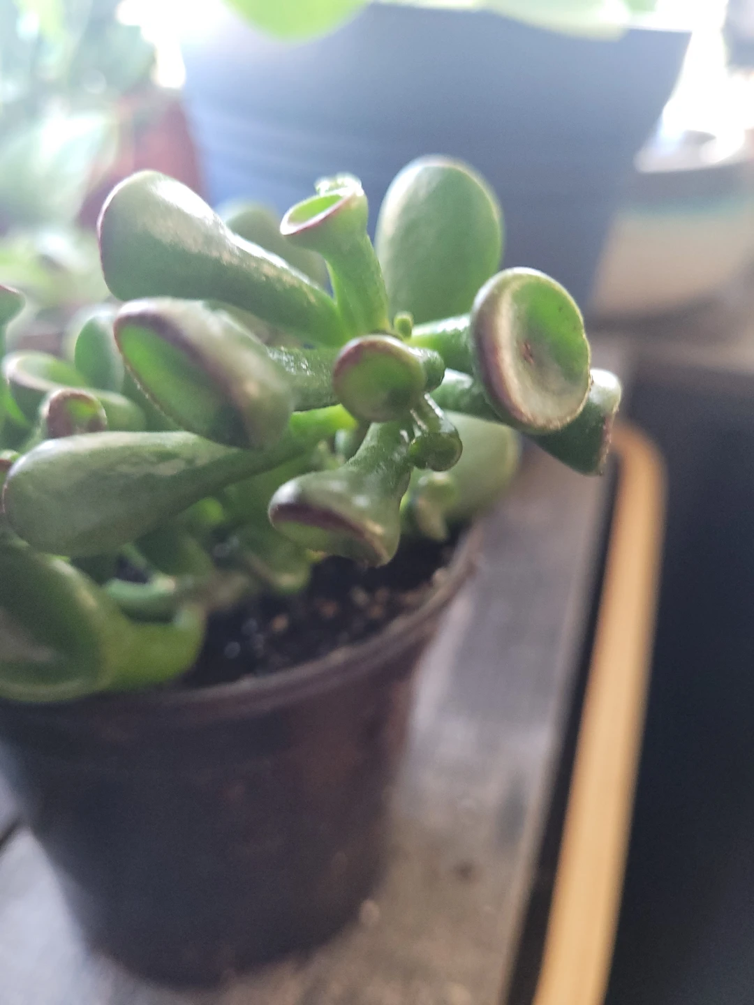 ⚽️ Crassula Ovata 'Gollum' Jade Plant - photo 2