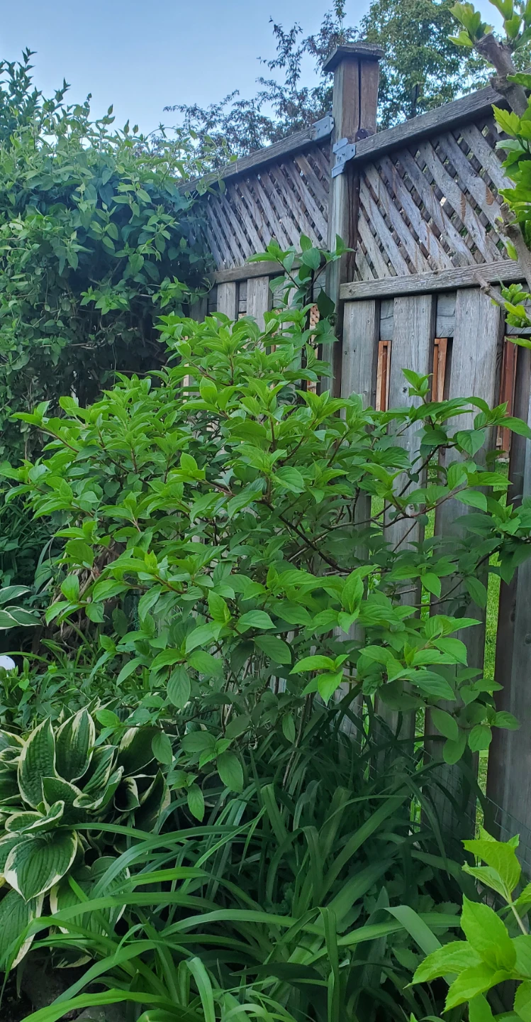 Hydrangea Paniculata Renhy Vanille Fraise