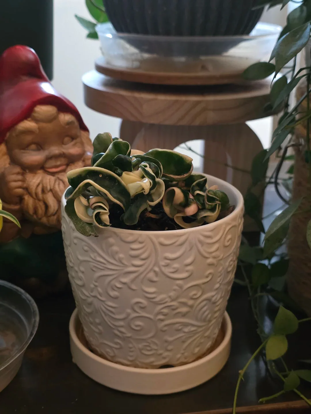 Hoya Variegated Hindu Rope in Embossed Pot