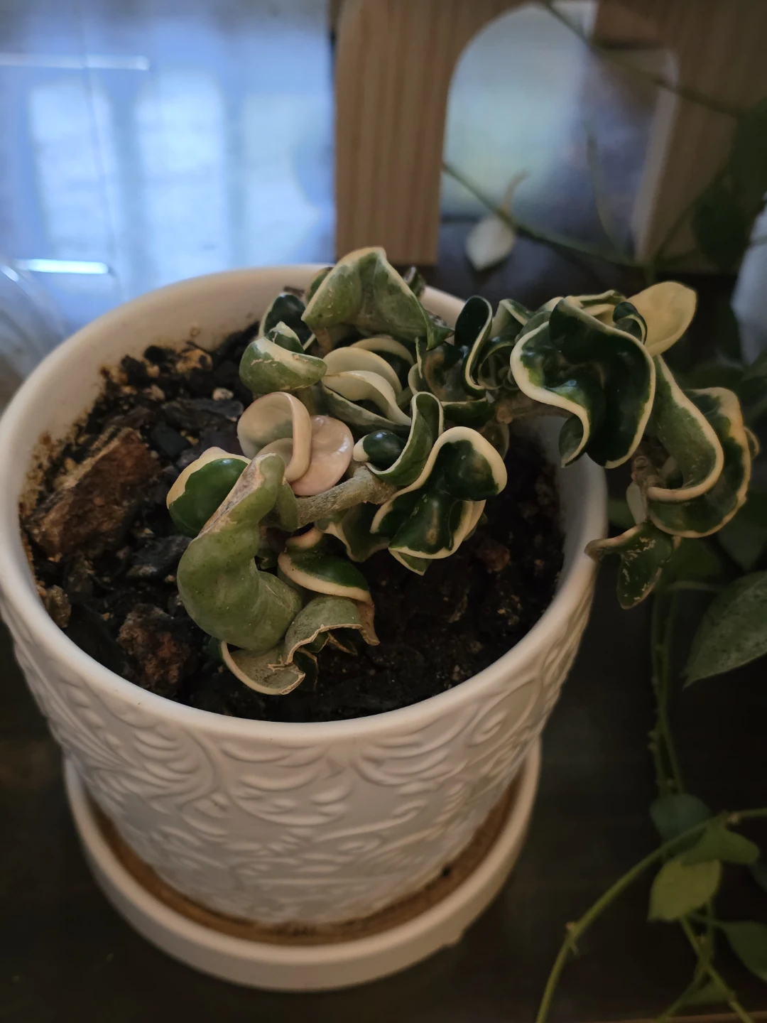 Hoya Variegated Hindu Rope in Embossed Pot - photo 2