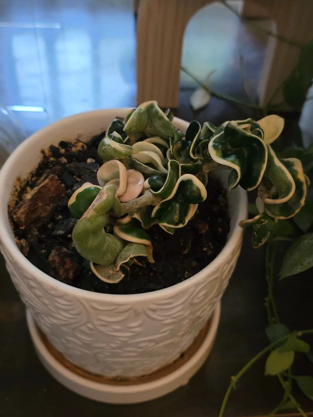 Hoya Variegated Hindu Rope in Embossed Pot - photo 2