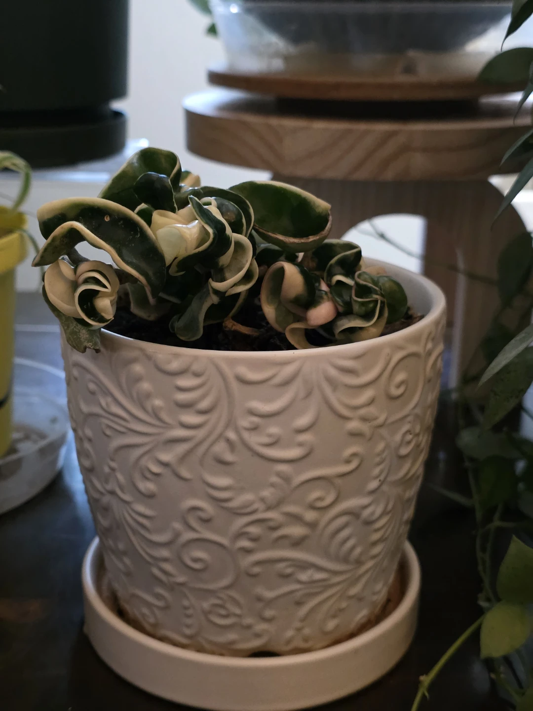 Hoya Variegated Hindu Rope in Embossed Pot - photo 3