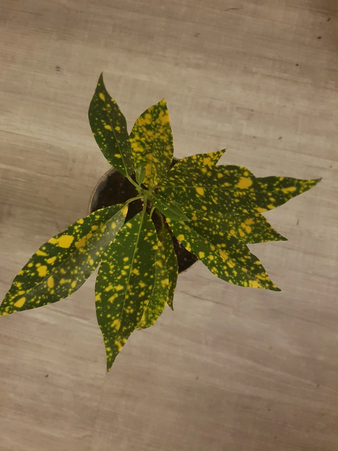 Spotted Aucuba Plant in around 6inch pot.