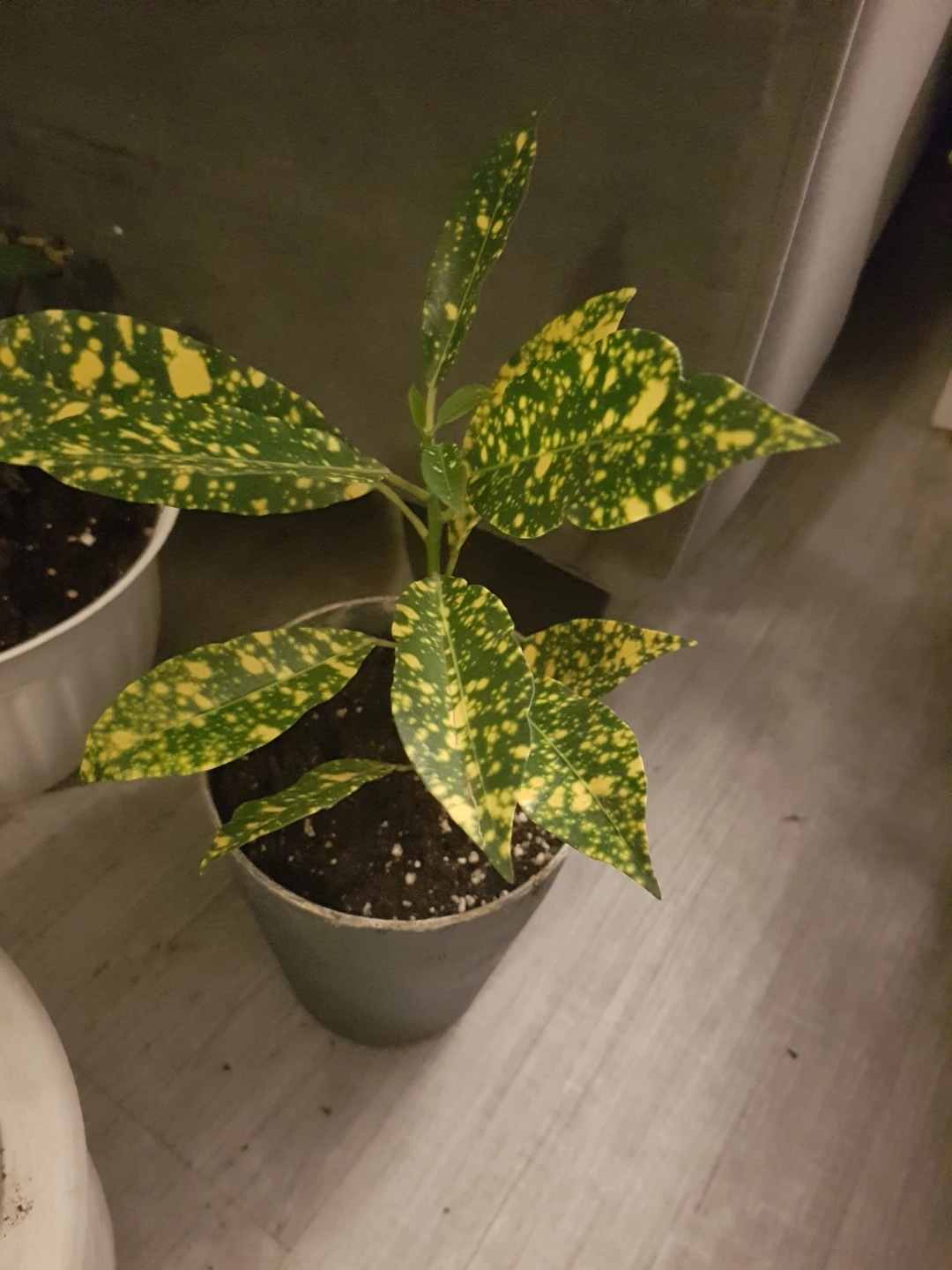 Spotted Aucuba Plant in around 6inch pot. - photo 2
