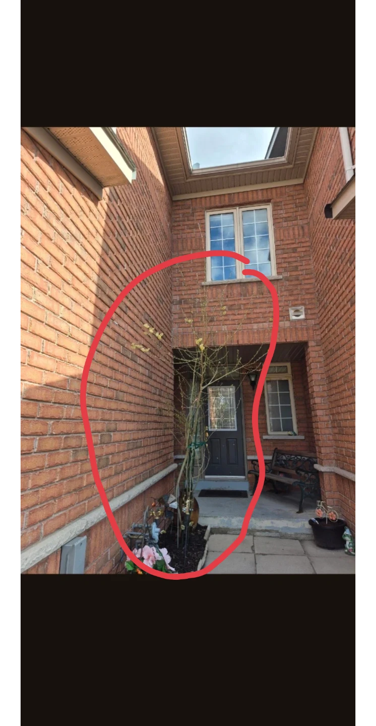 Urgent Tree for Planting - photo 3