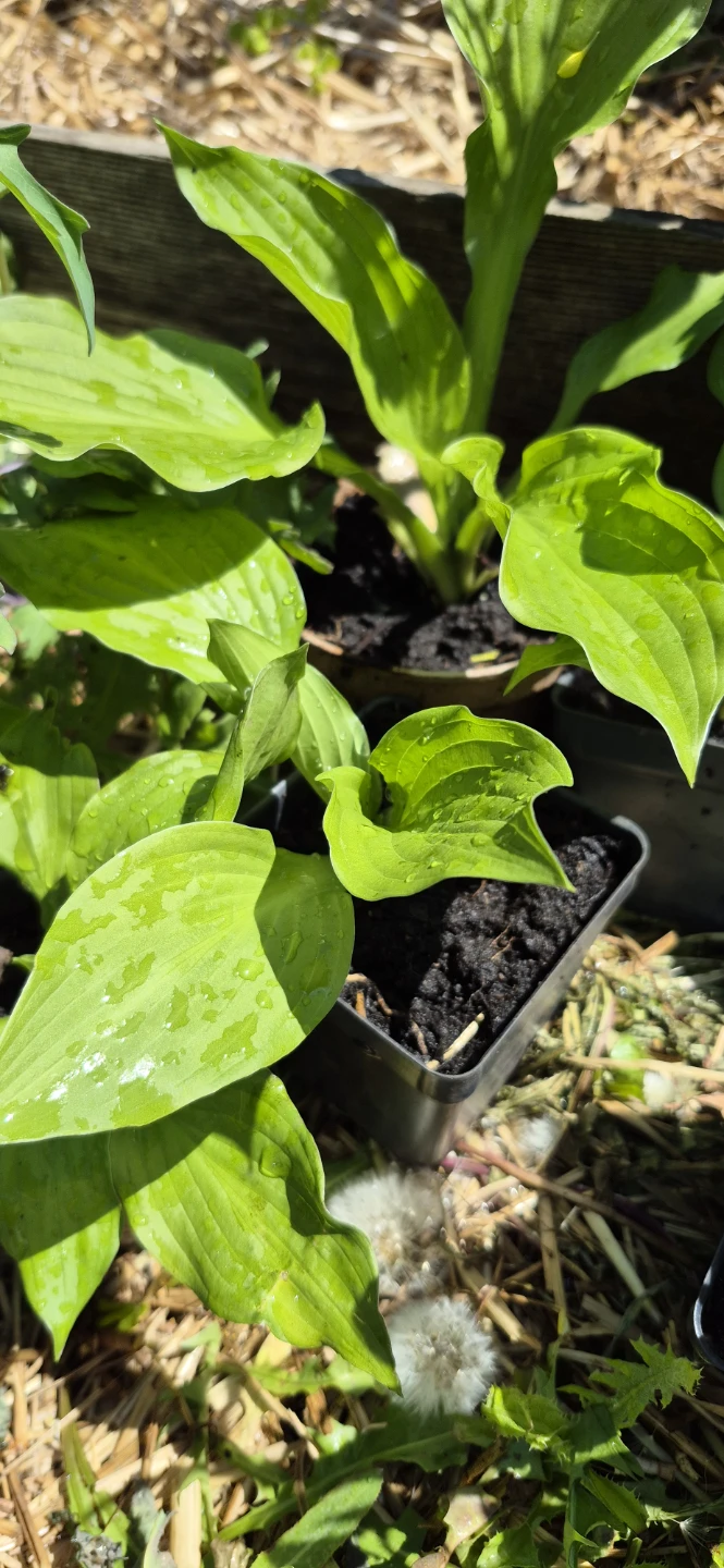 Hosta plants for sale - photo 2