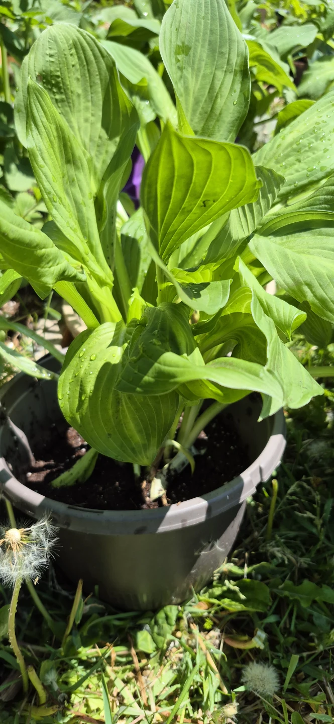 Hosta plants for sale - photo 4