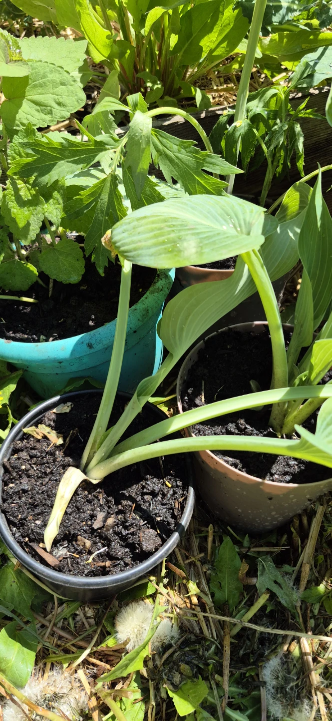 Hosta plants for sale - photo 5