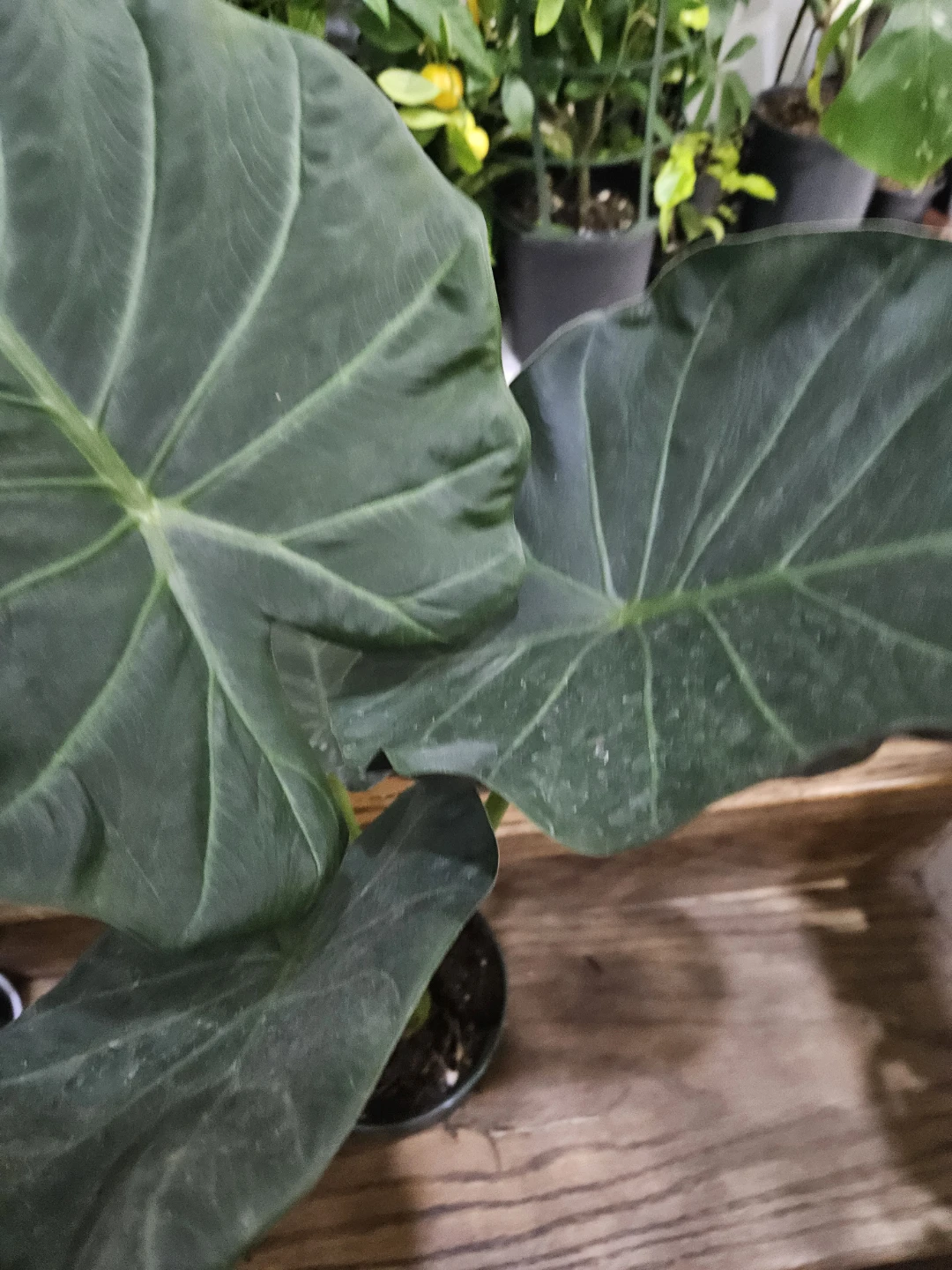 Alocasia plant in 6"pot