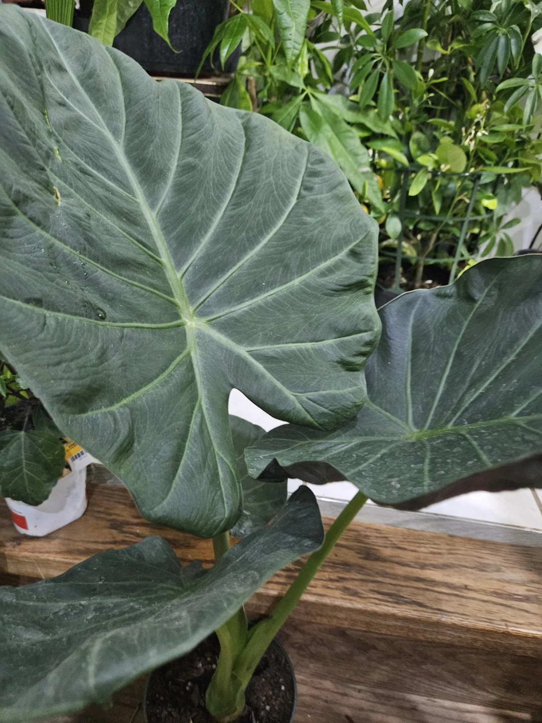 Alocasia plant in 6"pot - photo 2