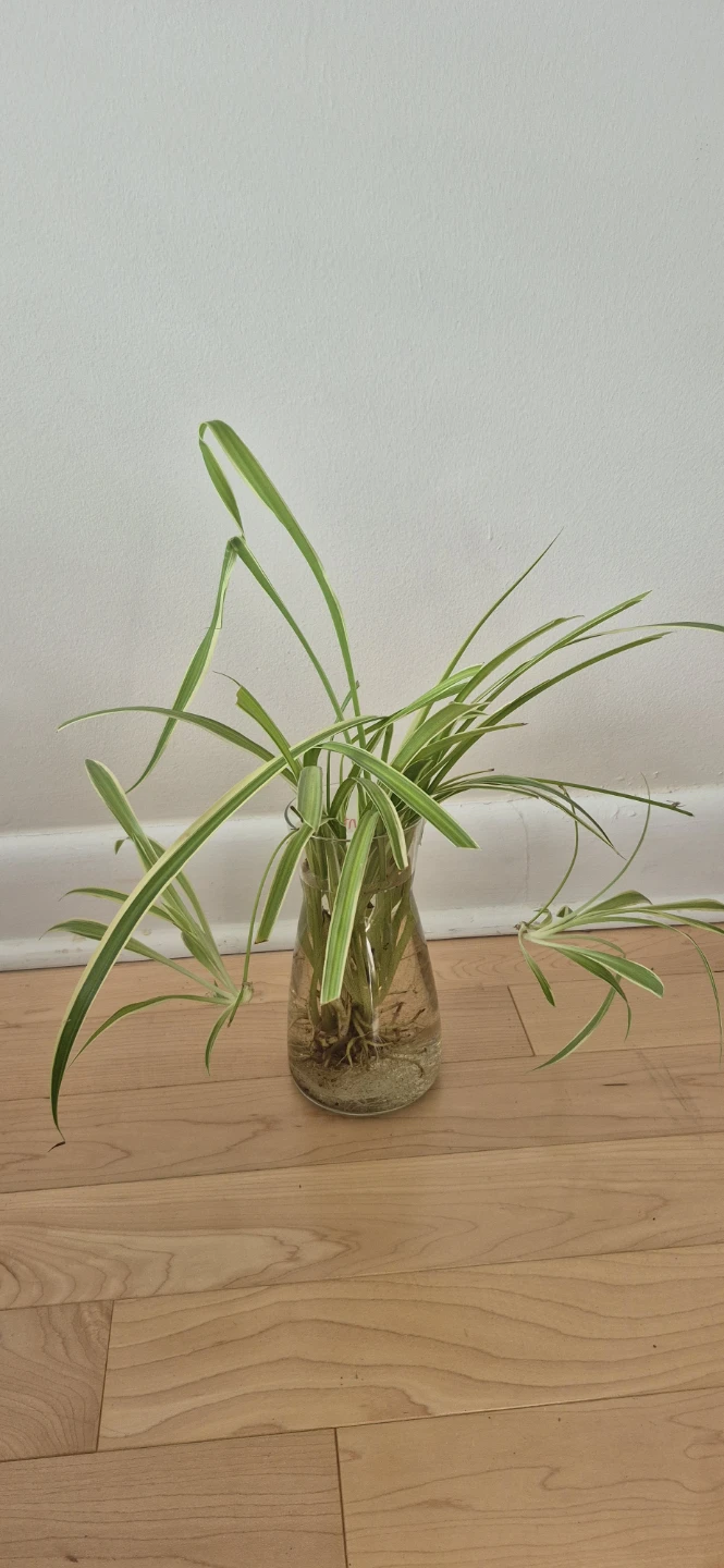 House plants for sale - photo 5