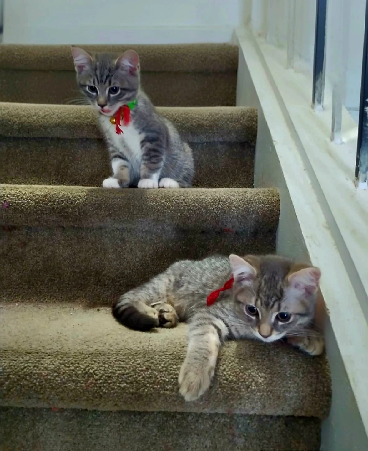 Two kittens