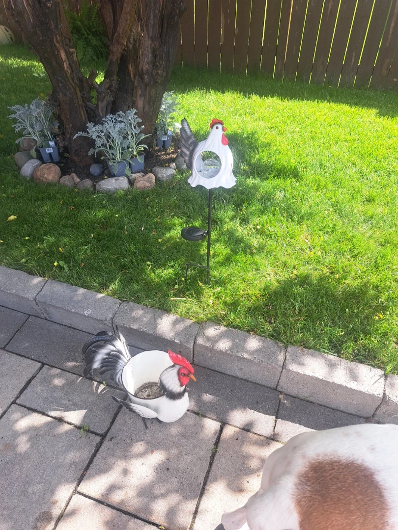 Rooster Planter and Solar Light Set - photo 2