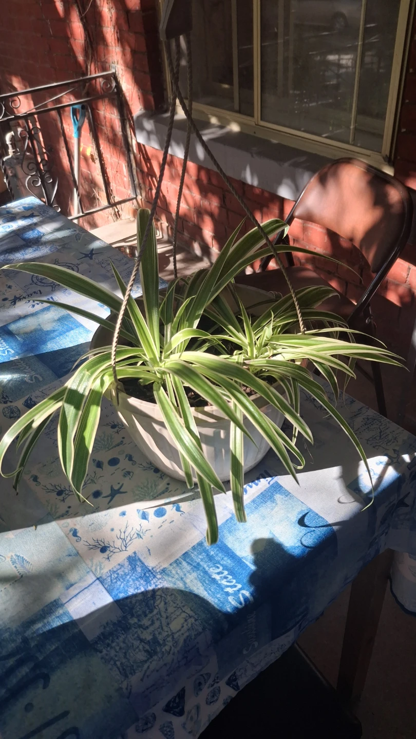 Spider Plant in Hanging Pot