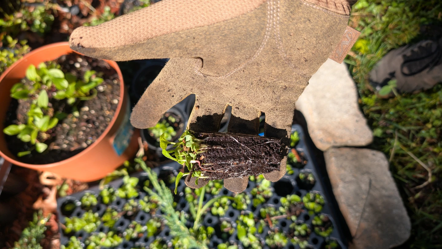 Spotted Bee Balm Plugs (Native) - photo 3