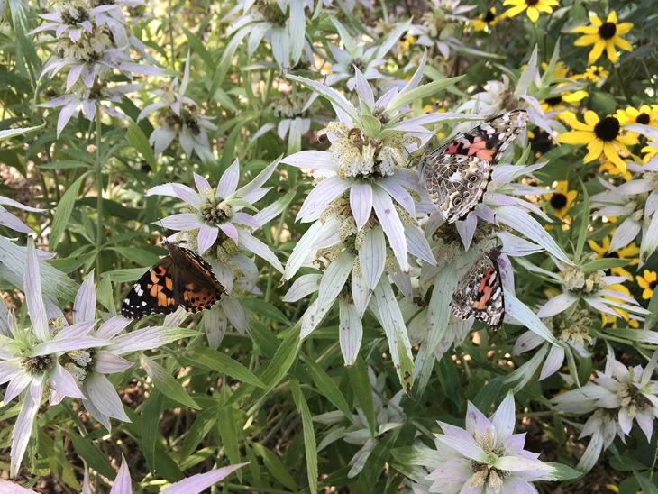 Spotted Bee Balm Plugs (Native)