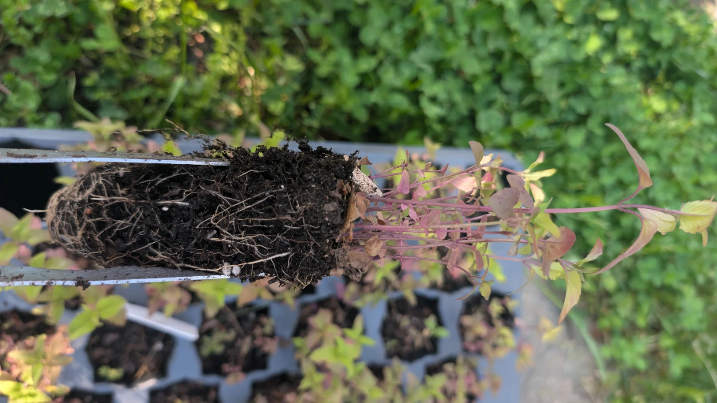 Spotted Bee Balm Plugs (Native) - photo 4