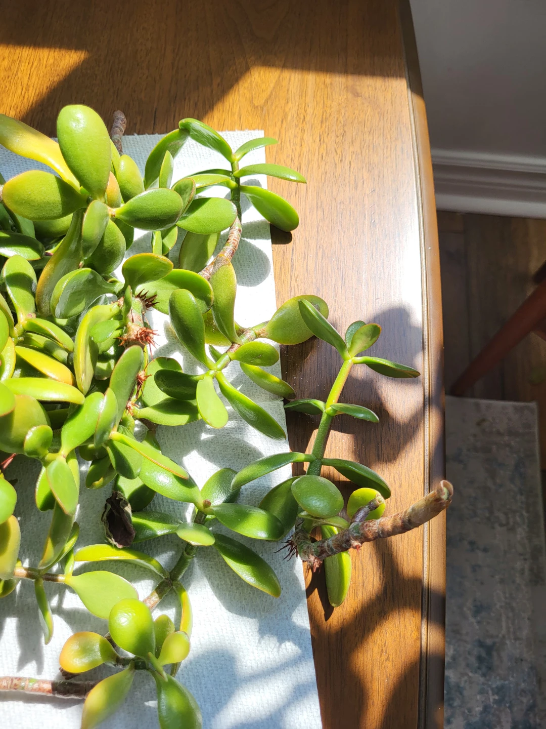 Jade Plant Cuttings