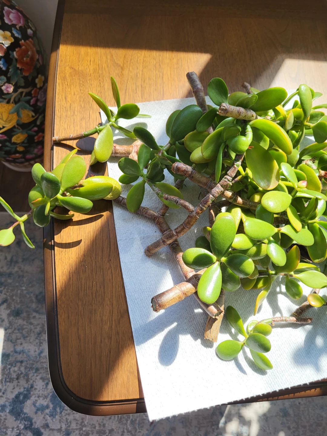 Jade Plant Cuttings - photo 2
