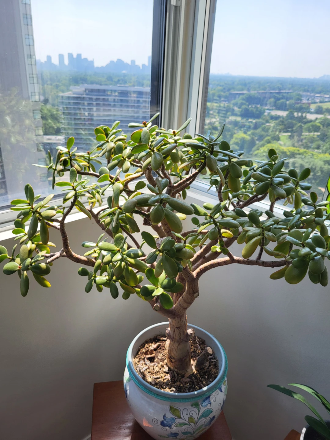 Jade Plant Cuttings - photo 3