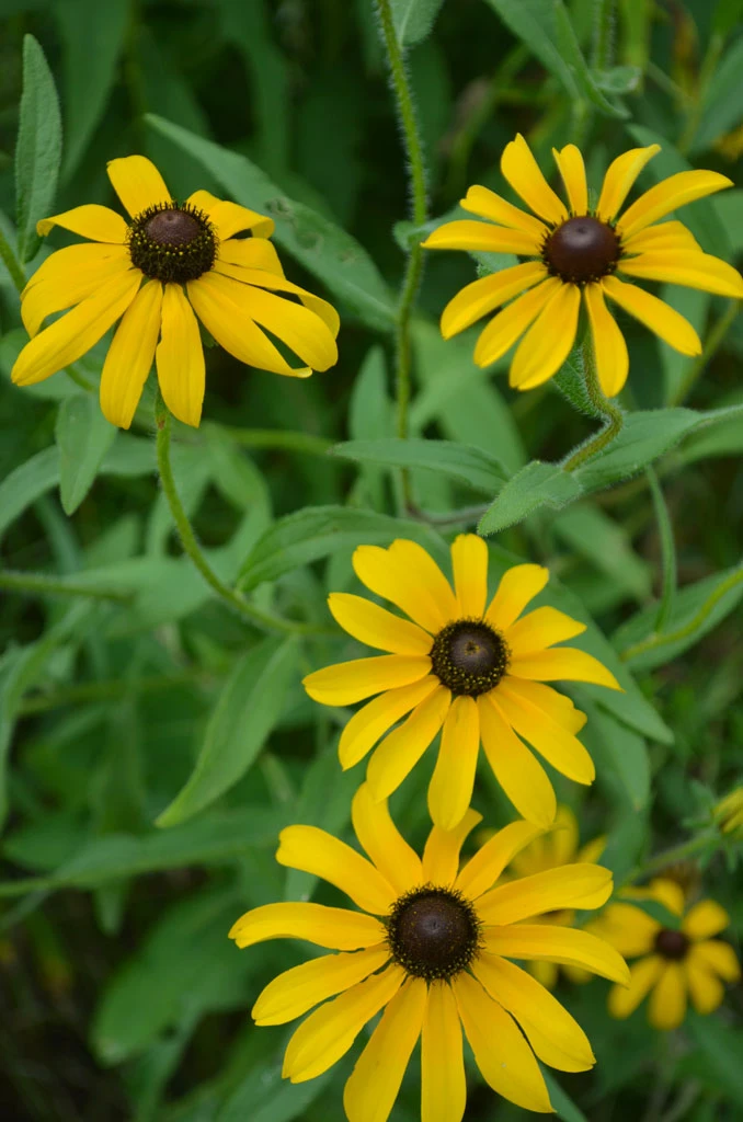 Black Eyed Susans, Purple Coneflower, and Asters - photo 3