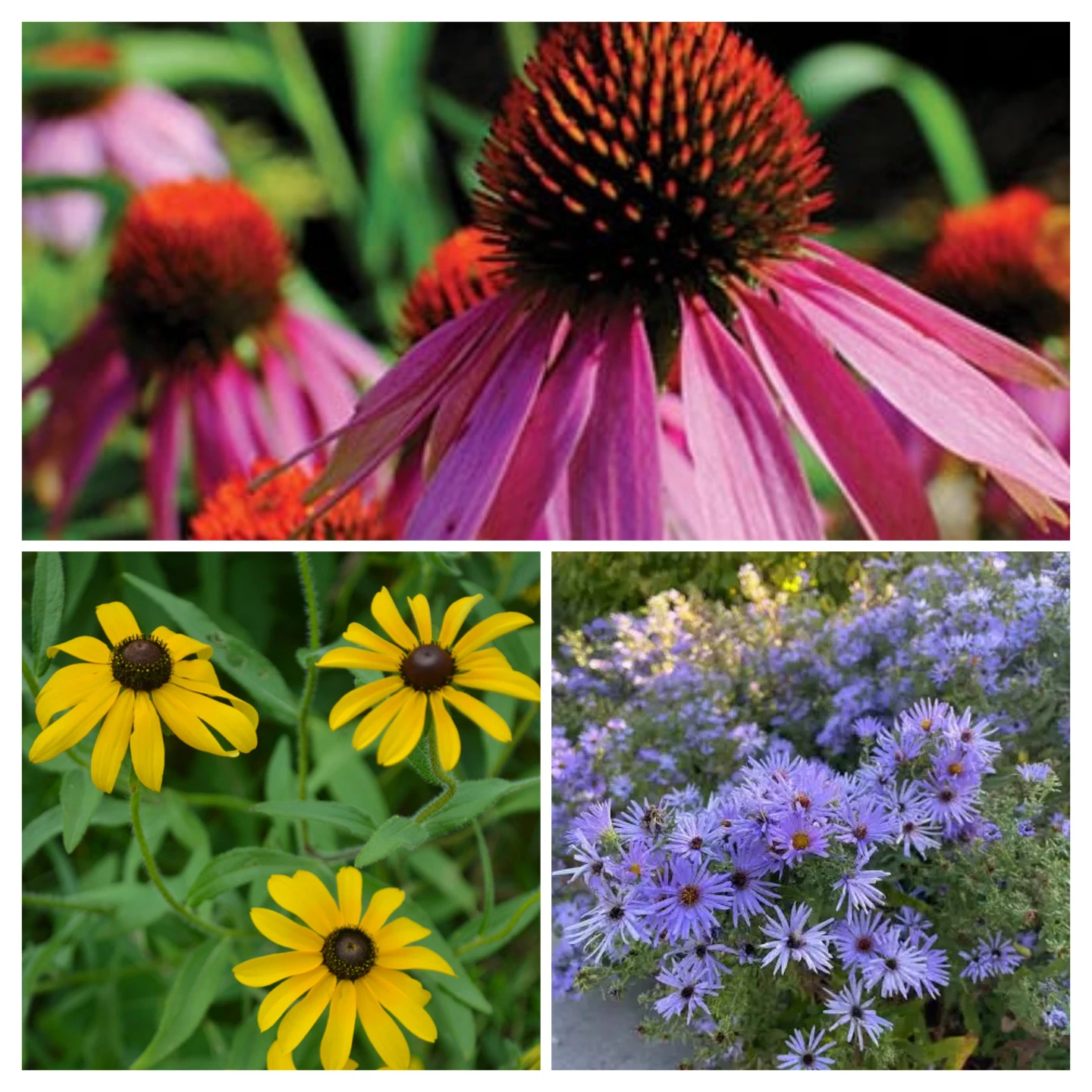 Black Eyed Susans, Purple Coneflower, and Asters