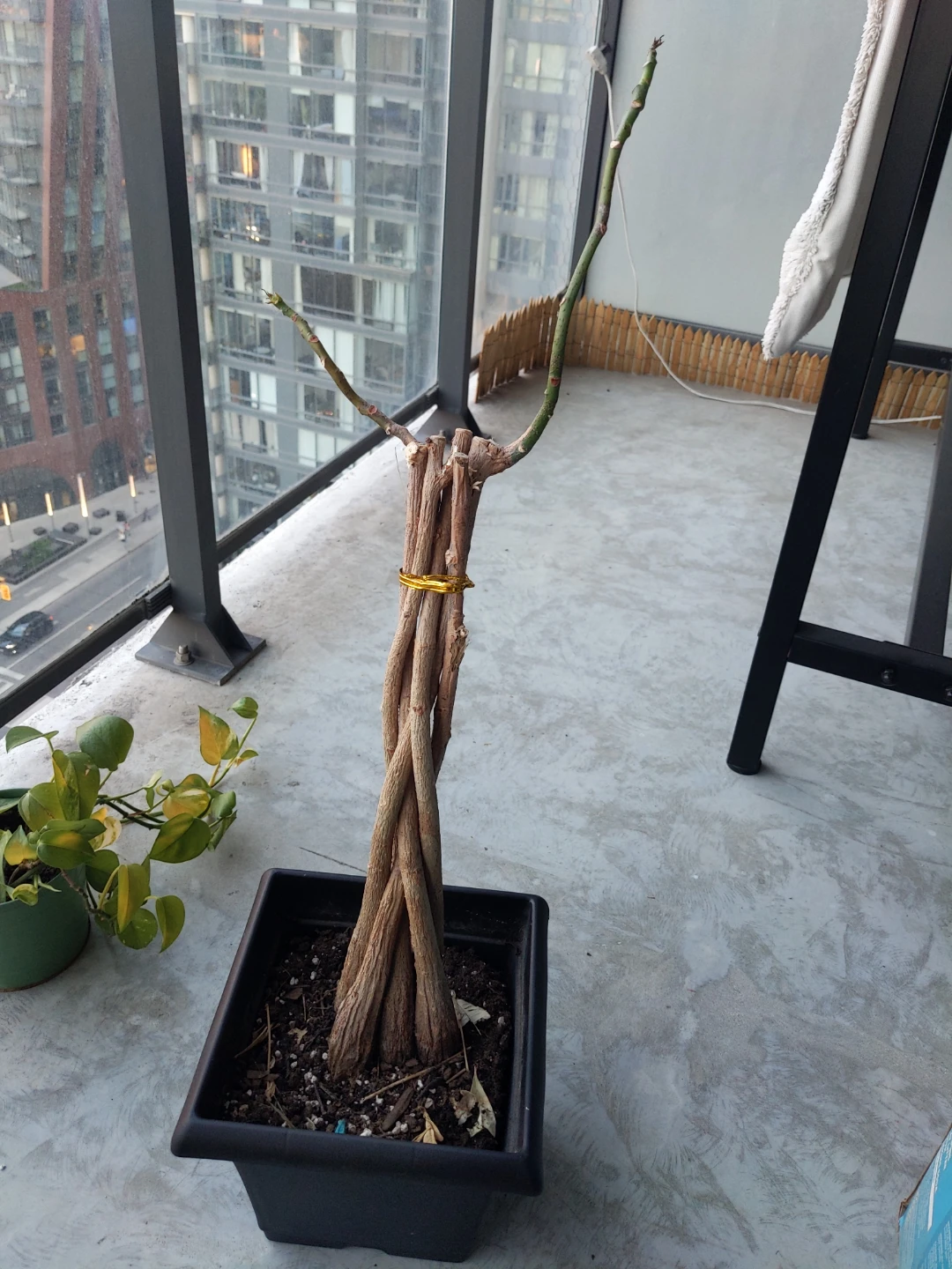Free. Money Tree. Can you revive it?