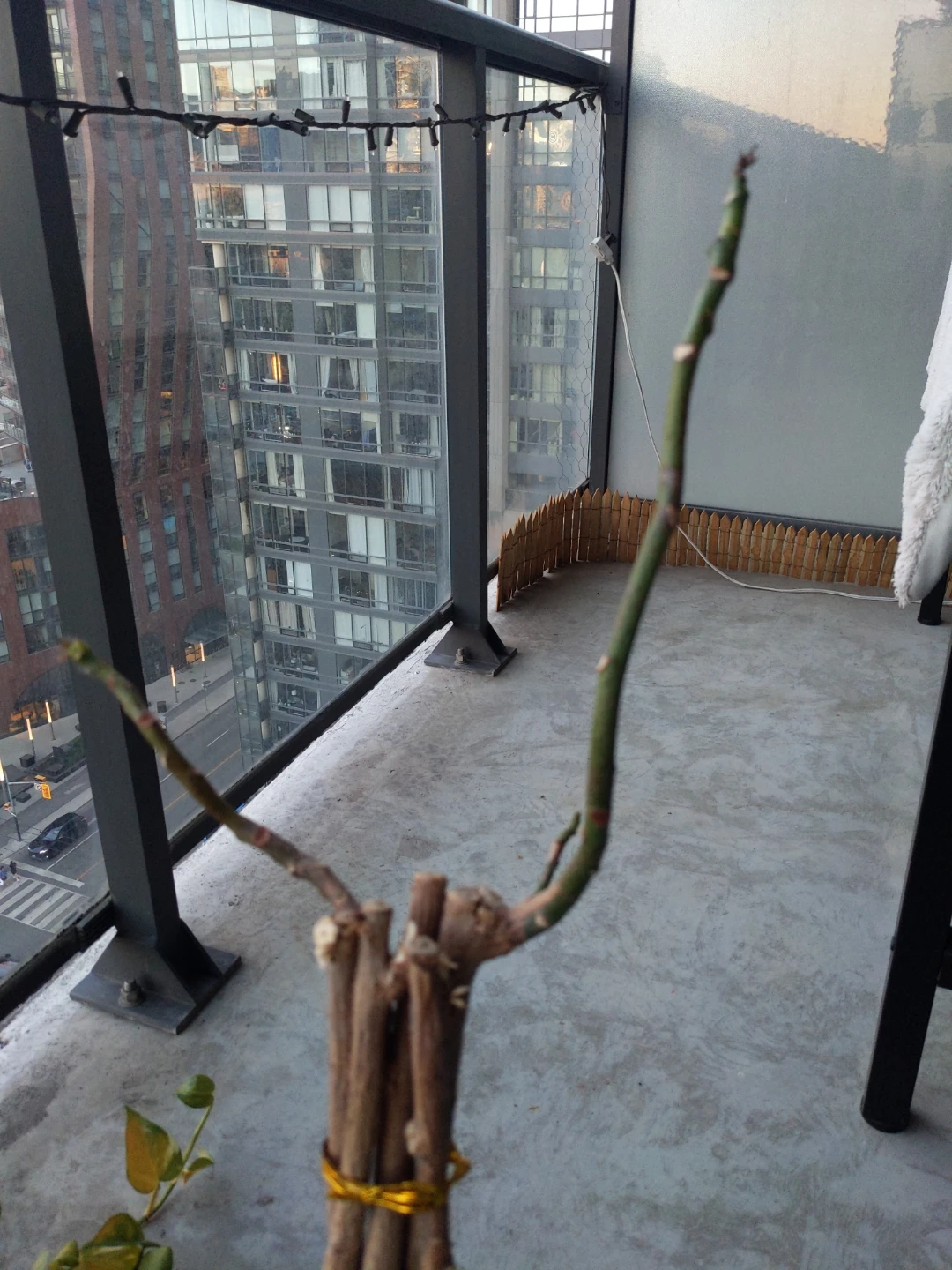 Free. Money Tree. Can you revive it? - photo 2
