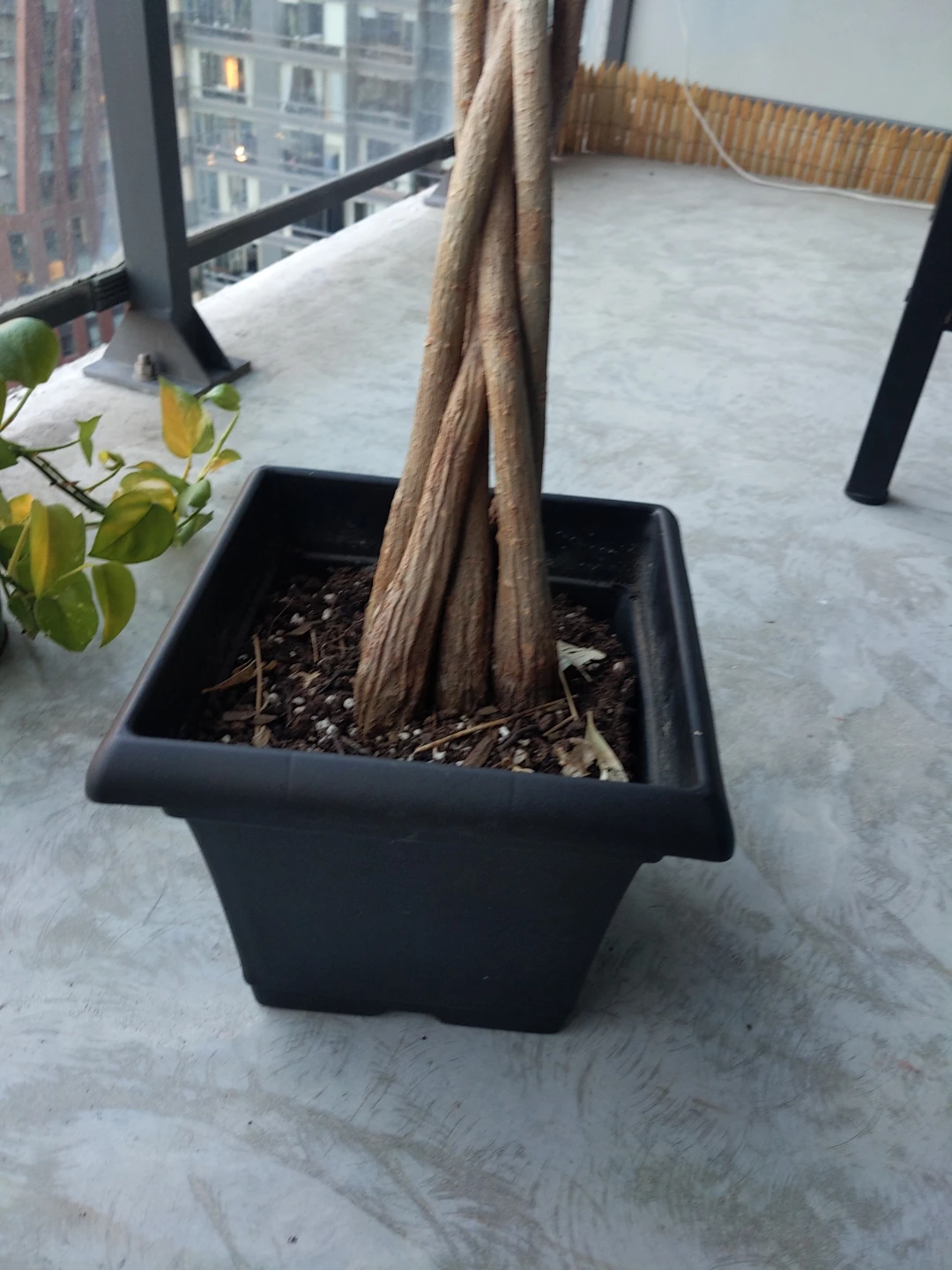 Free. Money Tree. Can you revive it? - photo 3