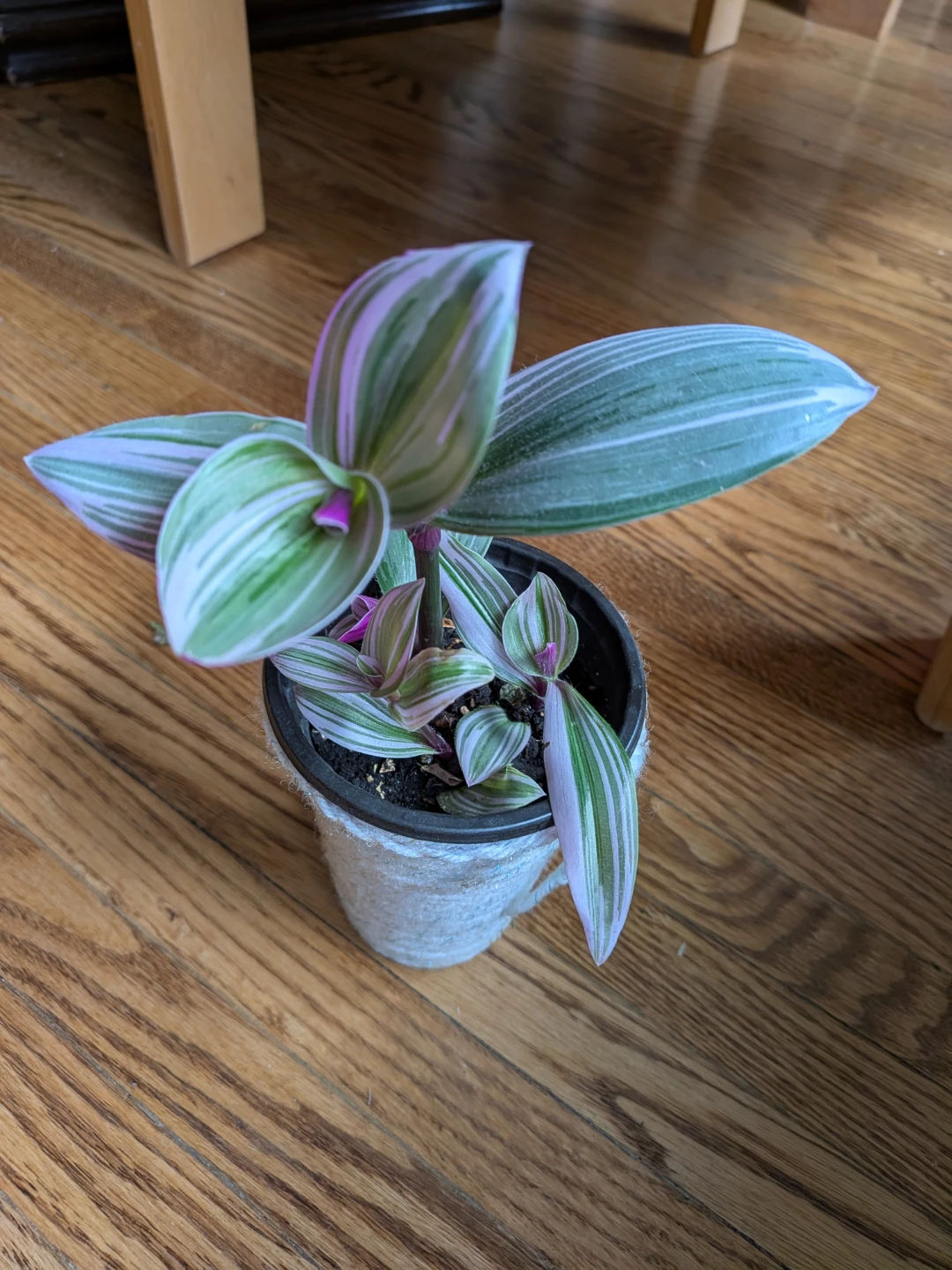 Nanouk - Tradescantia Zebrina