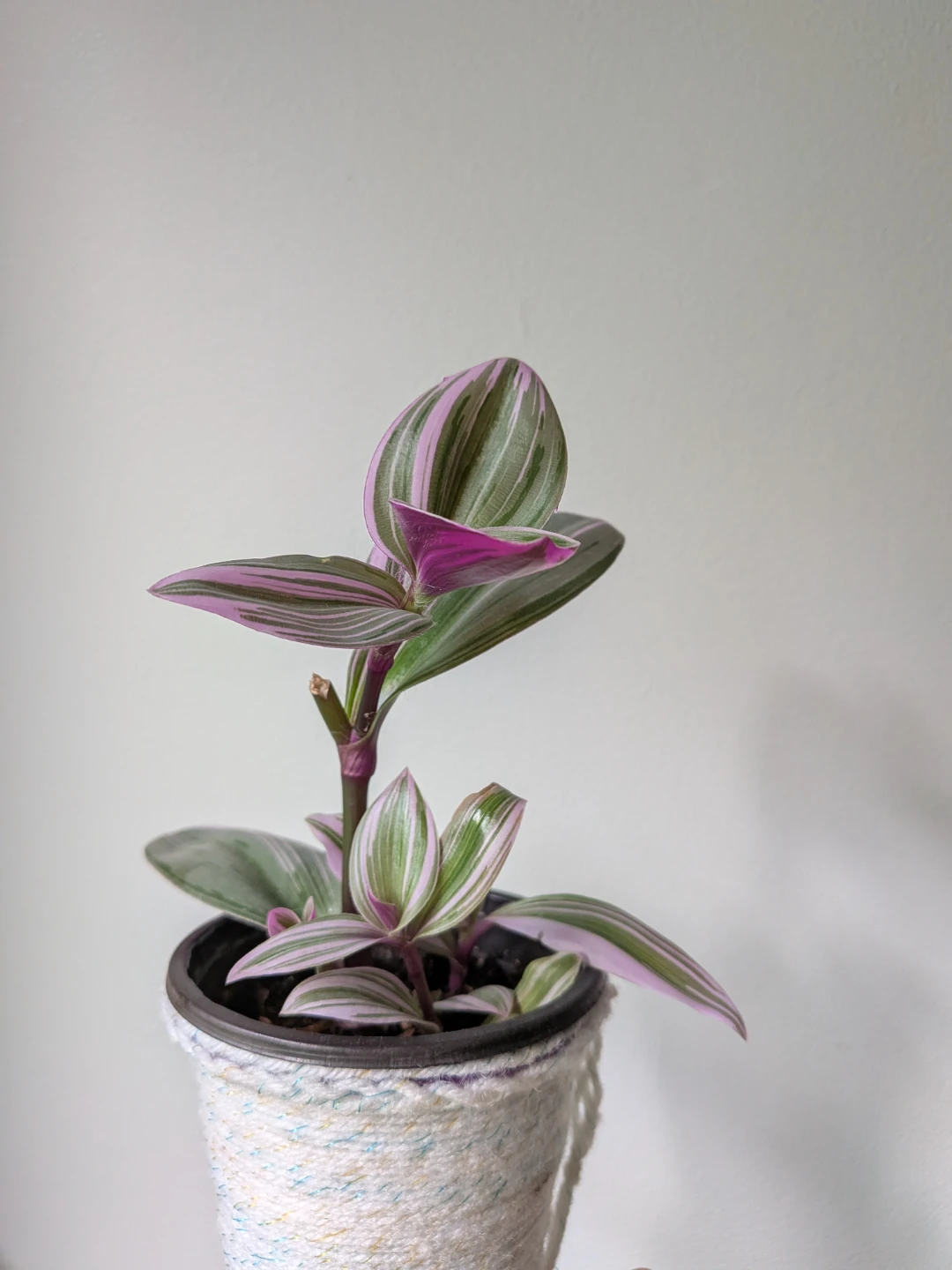 Nanouk - Tradescantia Zebrina - photo 2