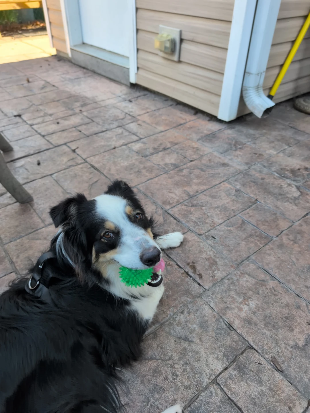 Green Spiky Dog Toy Ball