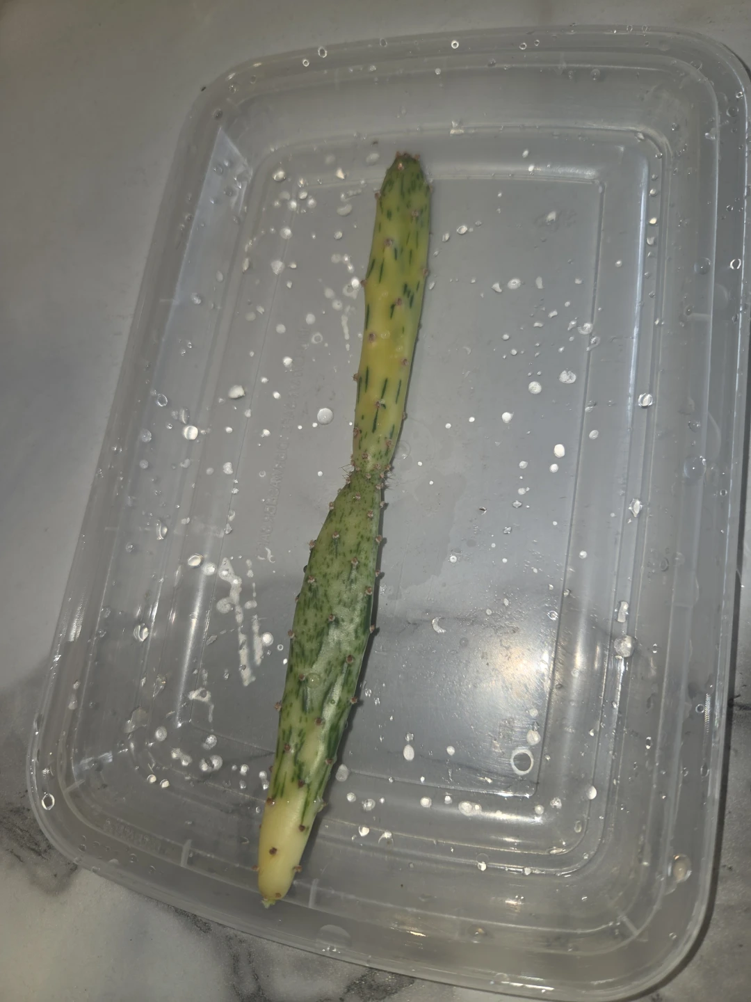 Cactus Cutting - Variegated Opuntia - photo 3