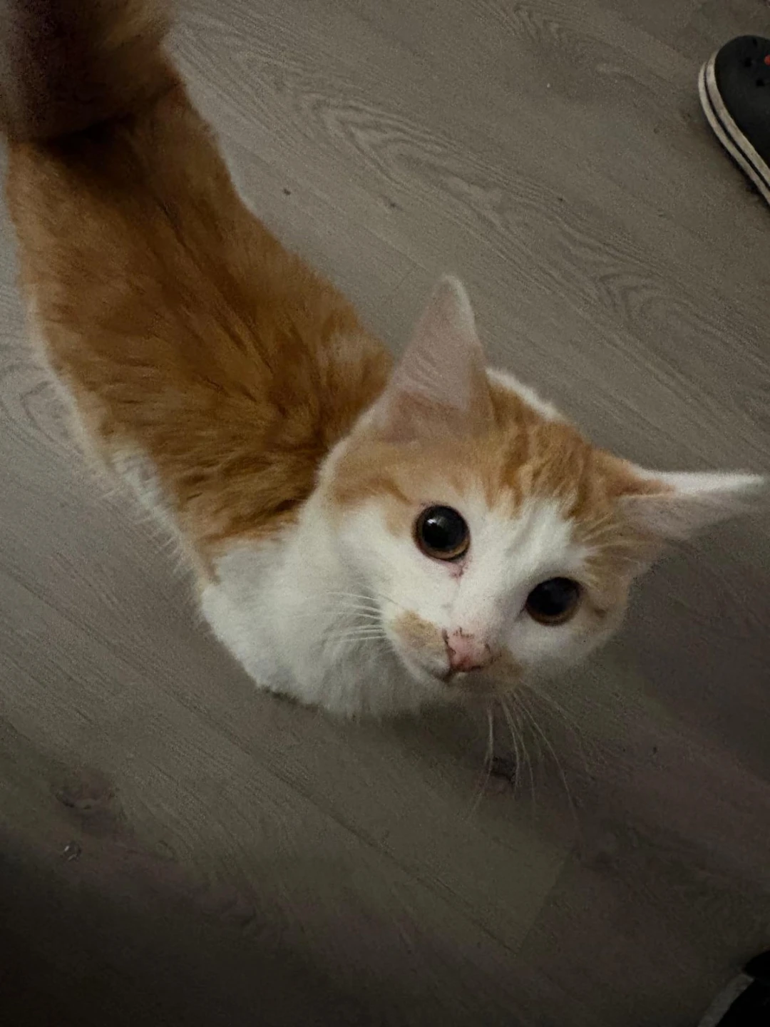 Kitten food - photo 4