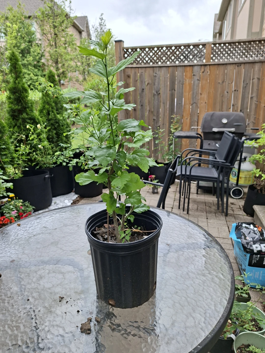 Rose of Sharon
