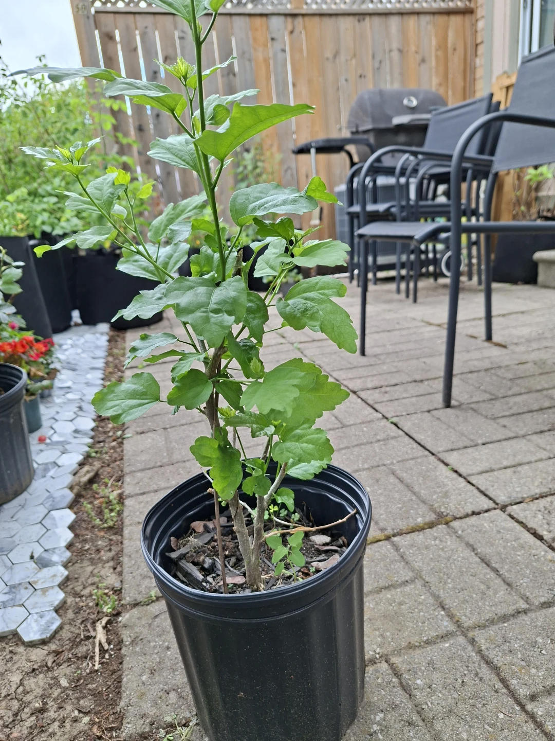 Rose of Sharon - photo 4