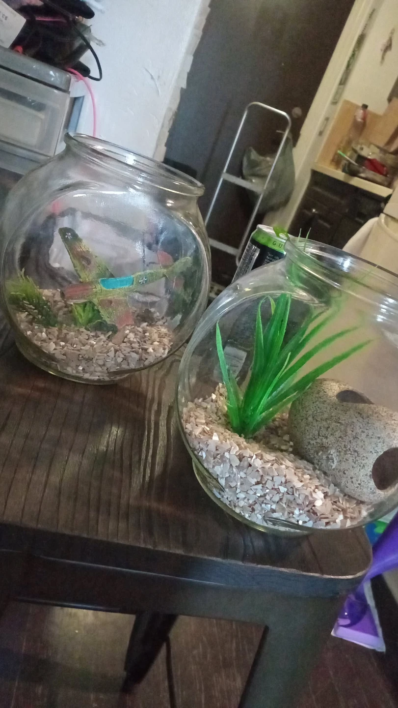 Glass Fish Bowls with Decorations