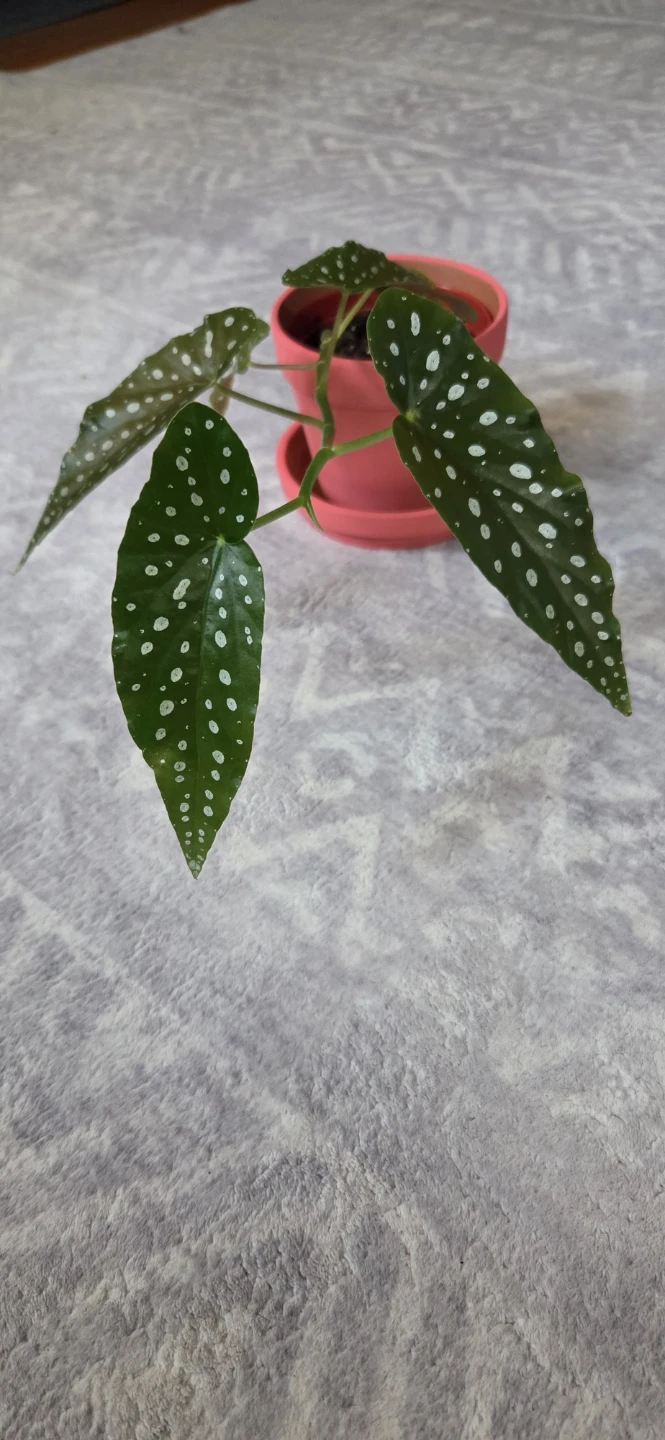 Begonia Plant 🪴 - photo 2